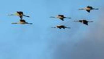 Tierseuche: Noch keine Klarheit nach Vogelgrippe-Verdachtsfällen