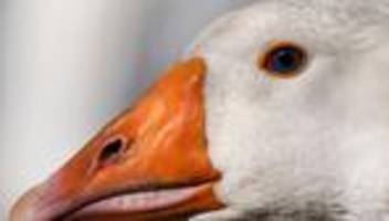 tierseuche: vogelgrippe in hessen breitet sich sehr dynamisch aus