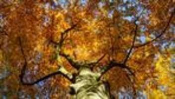 Wetterausblick: Viel Sonne zum Reformationstag in Brandenburg