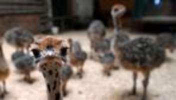 H5N1: Vogelgrippe weitet sich auf zehn Bundesländer aus