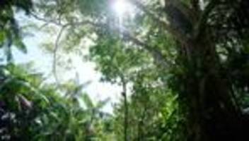 Staatliches Klimainstitut: Brasilien meldet deutlich weniger Abholzung in seinem Amazonasgebiet