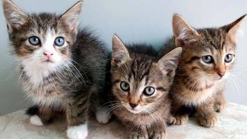 katzen erobern die schloßstraße: was im forum steglitz geplant ist