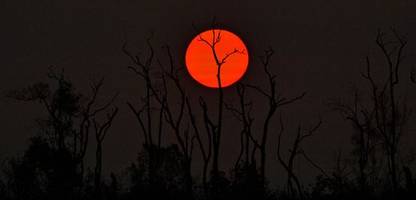 Amazonas-Regenwald wird so langsam abegholzt wie seit 2014 nicht mehr