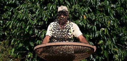 starbucks: brasilianische kaffeepflücker klagen wegen sklaverei und menschenhandel