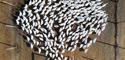 Vogelgrippe: Ausbreitung auf Geflügel-Betriebe in Deutschland nimmt zu