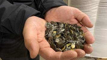 Superfood: Warum Kürbiskerne so gesund sind – fast immer