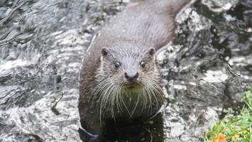 Warum sich ein Besuch im Otterpark gerade im Herbst lohnt