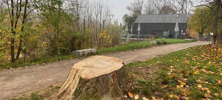 Bäume weg, Neupflanzungen kommen: Stadt Augsburg möchte Flößerpark aufhübschen