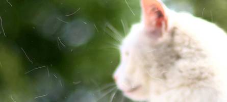 Tierschützerinnen im Fokus der Justiz: Viel Aufregung um Tod des Katers Diego