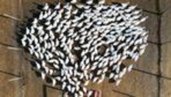 Drei Haltungen: Vogelgrippe in weiteren Geflügelhaltungen nachgewiesen