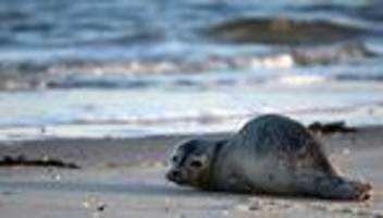 Tiere: Junger Seehund in Wilhelmshaven gesichtet