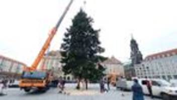 Weihnachtsmärkte: Veitchs Tanne ziert Dresdner Striezelmarkt