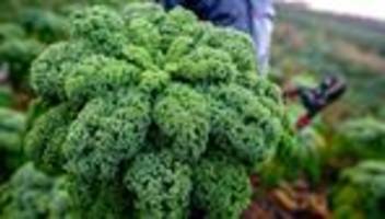 wintergemüse: grünkohl wird teurer - erste ernte in niedersachsen