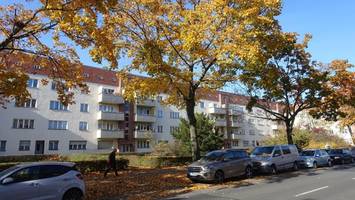 BUND schlägt Alarm wegen der Bäume in der Ollenhauer Straße