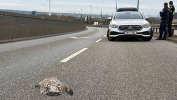Vogelgrippe? Tote Möwe auf Köhlbrandbrücke sorgt für Polizeieinsatz