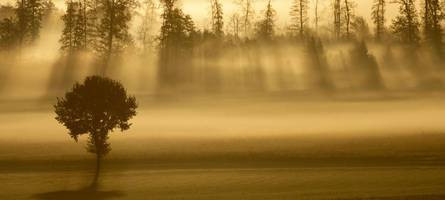 Sichtweite unter 100 Metern: In diesen bayerischen Landkreisen warnt der DWD vor Nebel