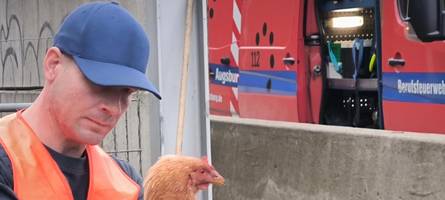 Spaziert ein Huhn auf der A8: Die kuriosesten Polizeimeldungen aus der Region