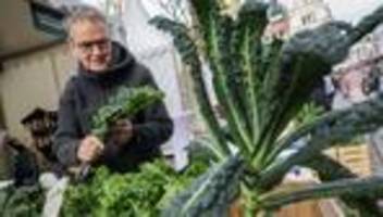 Gute Qualität erwartet: Grünkohlsaison in Niedersachsen gestartet - Preise steigen