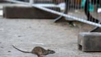 Schädlingsbefall: Ratten in Sachsens Städten – Abfall als Hauptursache