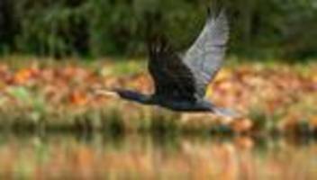 Tiere: Fischereischutz: Minister verteidigt Kormoran-Abschüsse