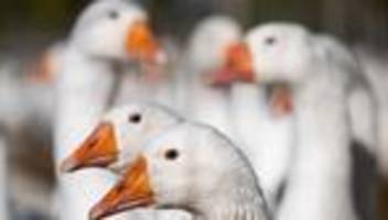 Tierseuche: Stallpflicht nun auch im Landkreis Darmstadt-Dieburg