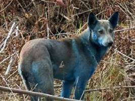 das ist unsinn: aufseher des strahlengebiets erklärt blaue hunde von tschernobyl