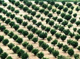 Nutella bald noch teurer?: Italien fährt schlechteste Nussernte seit Jahrzehnten ein