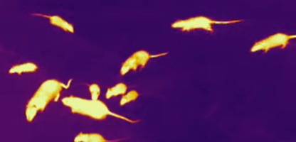 new york city: forscher wollen die geheime sprache der ratten von manhattan entschlüsseln