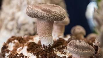 Shiitake statt Silizium: Forscher arbeiten an Computer aus Pilzen
