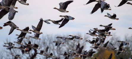 Experten besorgt: Wie gefährlich ist die Vogelgrippe für Menschen?