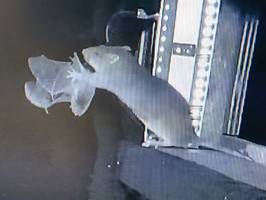 Biologie: Wie Ratten Fledermäuse einfach aus der Luft fangen