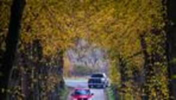 alleen: alleenschützer: kommunen pflanzen zu wenig bäume