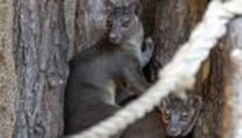 tiere: seltene fossas sind nun im erfurter zoo zu sehen