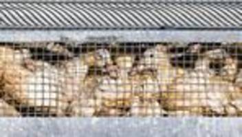 Tierkrankheiten: Erneuter Vogelgrippe-Fund - 39.000 Tiere getötet