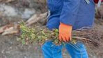 Umwelt: Landtag pflanzt knapp 11.000 Bäume - Freiwillige gesucht