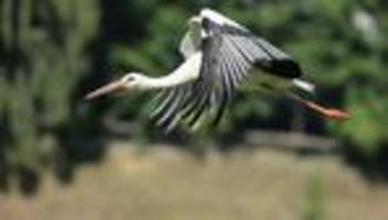 Vogelschutz: Nabu ruft zum Melden von Weißstörchen auf