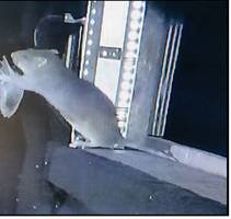 biologie: wie ratten fledermäuse einfach aus der luft fangen