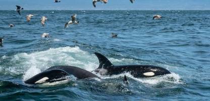 Orcas überwältigen junge Weiße Haie mit einem Trick