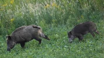 Über den richtigen Umgang mit wild gewordenen Wildschweinen