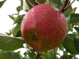 Allergien: Ist dieser Apfel die Lösung für Allergiker?