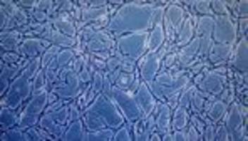 Lebensmittel: Konsumenten laut Forscherin offen für Fisch aus dem Labor