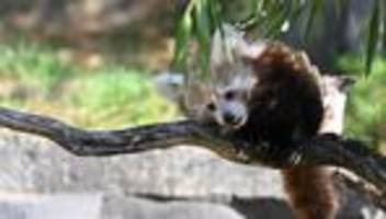 Tiere: Zoo Hannover trauert um Jungtier: Kleiner Panda gestorben