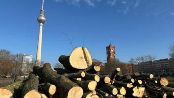 Baumfällungen in Berlin: Diesen Bäumen geht es jetzt an den Kragen