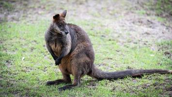 Nicht nur Kängurus: Diese exotischen Tiere werden in Berlin gehalten