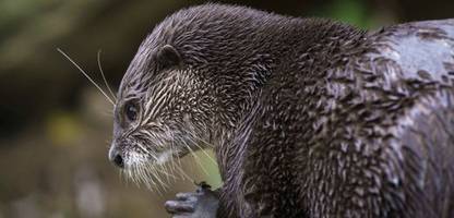 florida: otter splash unterstützt »search and rescue« team bei vermisstensuche