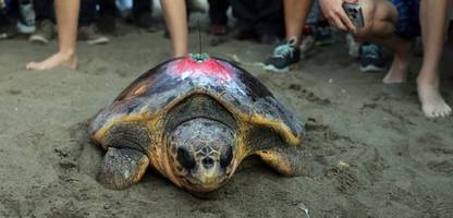 Diese Trackingarmbänder sollen Schildkröten retten. Aber tun sie das wirklich?