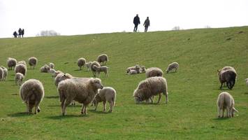 flutschutz an elbe: wedel flickt zwei jahre lang marode deichstellen