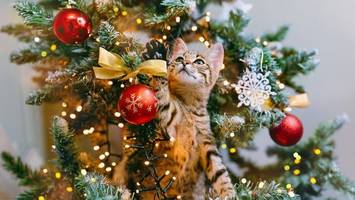 Weihnachtsbaum vs. Katze: Mit diesen Tricks bleibt Ihr Haustier auf Abstand