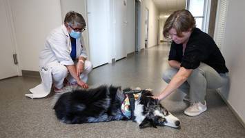 Notdienst für Tiere in Hamburg: So finden Sie Hilfe im Notfall