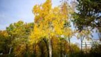 Natur: Zitterpappel wird Baum des Jahres – Lebensretterin im Wald